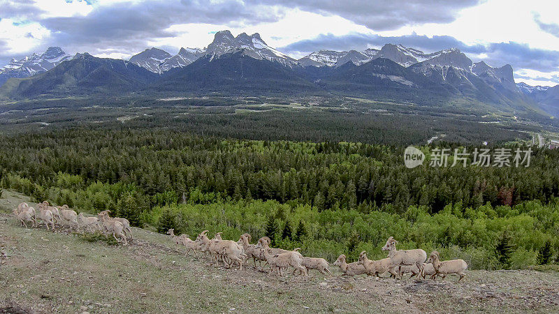 落基山大角羊(Ovis canada)风景